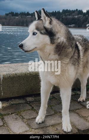 Cane da Husky siberiano al lago Capitol guardando le anatre a Olympia, Washington Foto Stock