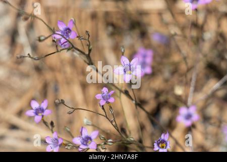 Viola fioritura terminale cyme infiorescenze di Saltugilia Splendens, Polemoniaceae, pianta nativa annuale nei Monti San Gabriel, estate. Foto Stock