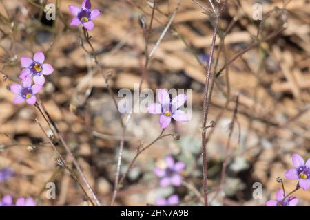 Viola fioritura terminale cyme infiorescenze di Saltugilia Splendens, Polemoniaceae, pianta nativa annuale nei Monti San Gabriel, estate. Foto Stock