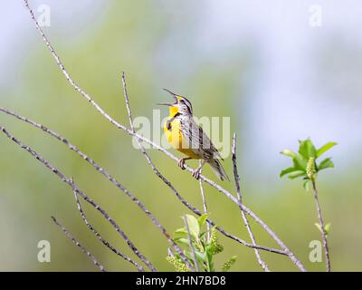 Primo piano di un Meadowlark occidentale su un ramo cantando entusiasticamente la sua canzone, con un morbido sfondo verde, foresta. Foto Stock