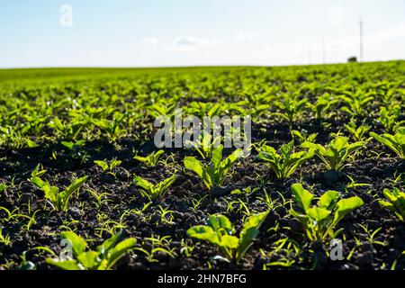 Concetto di agricoltura. Il primo piano di giovani piante di barbabietola da zucchero cresce in filari lunghi convergenti in un terreno fertile. Campo agricolo. Foto Stock