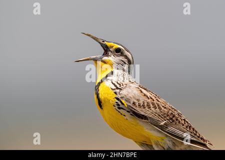 Ritratto da primo piano di un Western Meadowlark che canta con fervore. Foto Stock