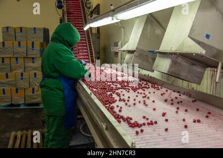 Smistamento manuale delle ciliegie congelate sul trasportatore. Lavoratore in una calda uniforme nel negozio di gelatura bacche. Foto Stock