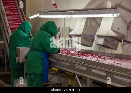 Smistamento manuale delle ciliegie surgelate sul trasportatore. Lavoratori in una calda uniforme nel gelateria. Foto Stock