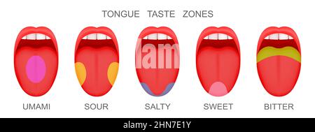 Set di bocche aperte con linguette che mostrano zone recettoriali marcate umami, acido, salato, dolce, amaro sapori. Mito delle papille del gusto umano. Illustrazione di un cartoon vettoriale Illustrazione Vettoriale