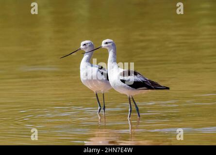 Un paio di splendidi avocetti americani elegantemente in posa nelle acque del Gilbert Water Ranch Riparian Preserve in Arizona. Foto Stock