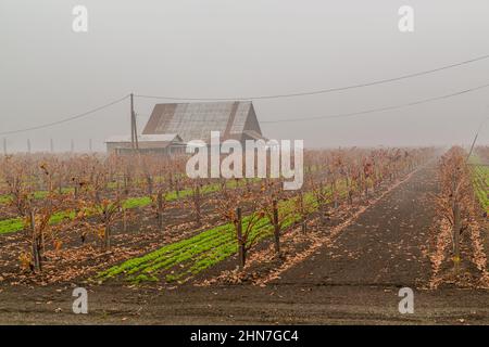 Vigneto paesaggio coperto di nebbia d'inverno. Foto Stock