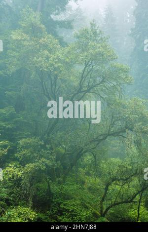 Coastal Fog, Bay Laurel, Laurus nobilis, Steep Ravine, Mount Tamalpais state Park, Marin County, California, Foto Stock