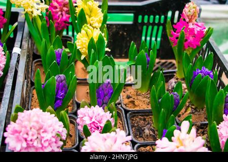 Giacinti multicolore in pentole. Vendita al negozio di fiori. Concetto di giardinaggio domestico. Foto Stock