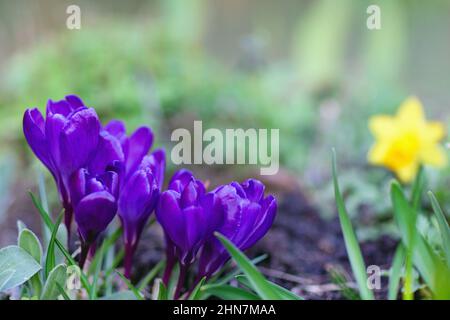 Primo piano di croci viola fiorenti, primi fiori primaverili su sfondo bokeh Foto Stock