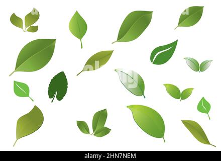 foglie di forma varia in tonalità verdi su sfondo bianco Illustrazione Vettoriale