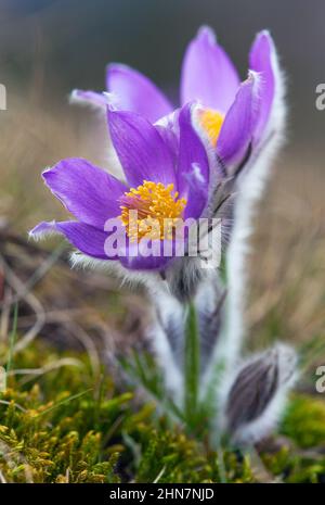 Pasqueflower. Bel fiore blu di pasque maggiore o pasqueflower sul prato, in latino pulsatilla grandis Foto Stock