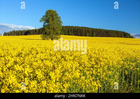 Campo di colza, canola o colza in latino brassica napus con, tiglio e crocifisso, campo di fioritura primaverile Foto Stock