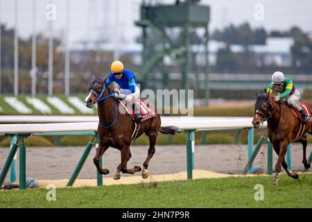 Takarazuka, Hyogo, USA. 13th Feb 2022. 13 febbraio 2022: African Gold #11, indetto da Kyosuke Kokubun, vince il Kyoto Kinen all'ippodromo di Hanshin il 13th febbraio 2022 a Takarazuka, Hyogo, Giappone. Kaz Ishida/Eclipse Sportswire/CSM/Alamy Live News Foto Stock