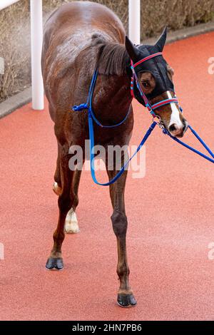 Takarazuka, Hyogo, USA. 13th Feb 2022. 13 febbraio 2022: African Gold #11, indetto da Kyosuke Kokubun, vince il Kyoto Kinen all'ippodromo di Hanshin il 13th febbraio 2022 a Takarazuka, Hyogo, Giappone. Kaz Ishida/Eclipse Sportswire/CSM/Alamy Live News Foto Stock