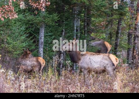 Clam Lake Elk la mattina di novembre. Foto Stock