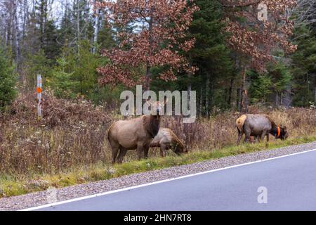 Clam Lake Elk la mattina di novembre. Foto Stock