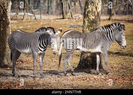 Coppia di due zebre in piedi insieme all'aperto in giorno di sole Foto Stock