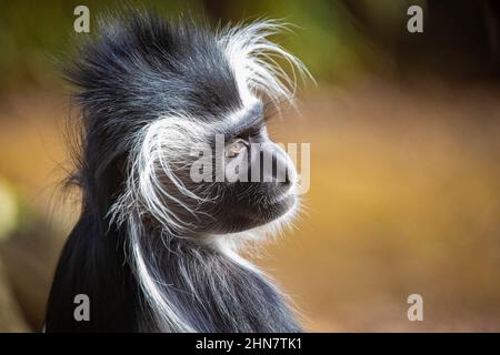 Carino testa di scimmia colobus in primo piano ritratto alla luce del giorno Foto Stock