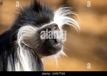 Carino testa di scimmia colobus in primo piano ritratto alla luce del giorno Foto Stock