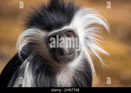 Carino testa di scimmia colobus in primo piano ritratto alla luce del giorno Foto Stock