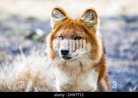 Bella dhole selvaggio testa di cane ritratto da vicino Foto Stock