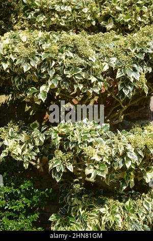 in autunno, in inghilterra, si lascia la quercia idrangea Foto Stock