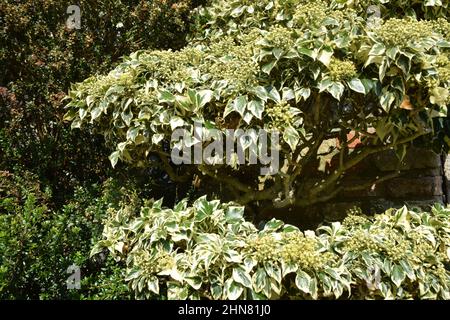 in autunno, in inghilterra, si lascia la quercia idrangea Foto Stock