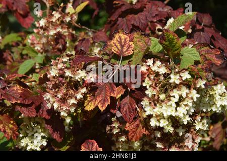 in autunno, in inghilterra, si lascia la quercia idrangea Foto Stock
