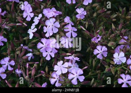 roccia fiori di soapwort Foto Stock