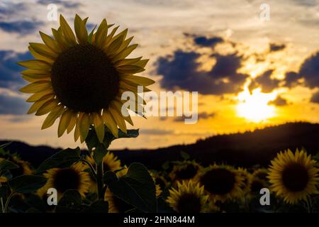 Primo piano fuoco selettivo di un girasole nel campo dei girasoli contro un cielo blu nuvoloso al tramonto Foto Stock