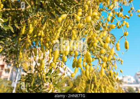Albero pagoda giapponese con fagioli maturi che crescono nel parco cittadino. È pianta di medicina molto popolare Foto Stock