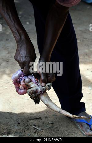 Le lucertole sono una popolare carne di bushmeat in Benin, Costa d'Avorio e Burkina Faso. Foto Stock