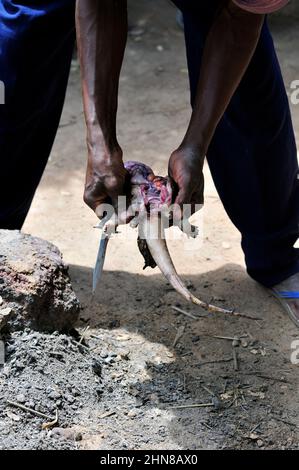 Le lucertole sono una popolare carne di bushmeat in Benin, Costa d'Avorio e Burkina Faso. Foto Stock