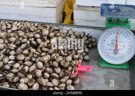 Vongole fresche in vendita sul mercato del pesce Foto Stock