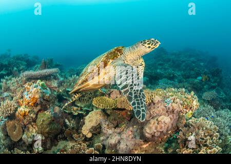 Eretmochelys imbricata, una tartaruga di Hawksbill in pericolo di estinzione critica, si affaccia su una barriera corallina nelle Filippine, nell'Oceano Pacifico. Foto Stock
