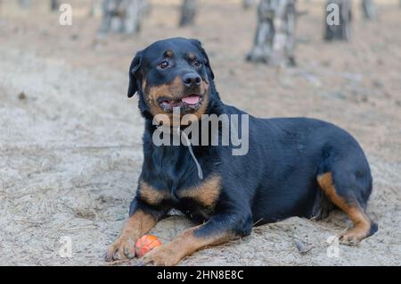 Un grande cane nero giace sulla sabbia con un giocattolo. Una femmina adulta Rottweiler sta tenendo una palla di gomma rossa con le zampe anteriori. Animali domestici. Messa a fuoco selettiva. Foto Stock