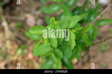Vista dall'alto di foglie giovani e in crescita di una pianta di katuk o di uva spina stella Foto Stock