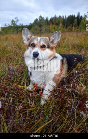 Gallese corgi pembroke cane guardando dritto in macchina fotografica, autunno nuvoloso giorno, campi, colori, texture Foto Stock