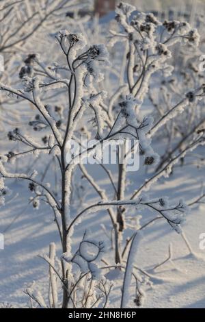 Burdock curvo coperto di neve in un primo piano di mattina ghiacciato Foto Stock