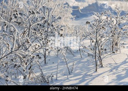 Campo innevato con burdock ricoperti di gelo al sole del mattino Foto Stock