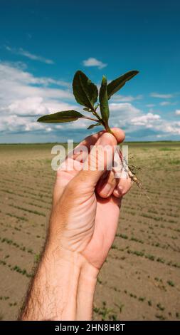 Agricoltore maschile che ispeziona le colture di soia in campo, da vicino con fuoco selettivo Foto Stock