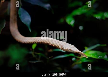 Langaha madagascariensis, Madagascar o serpente malgascio dal naso a foglia, nell'habitat naturale. DATAIL di vipera rara nella foresta verde. Serpente endemico a M Foto Stock