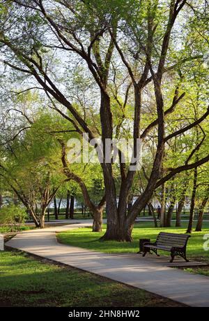 Ombre sul sentiero del parco tra i tronchi di alberi, una panca vuota. Novosibirsk, Siberia, Russia Foto Stock