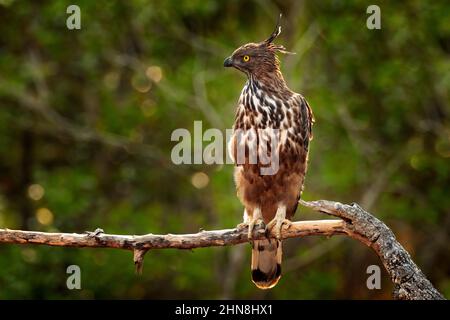 Variabile falco-aquila, Nisaetus cirrhatus, uccello di preda arroccato sul ramo nel parco nazionale di Wilpattu, Sri Lanka. Foto Stock