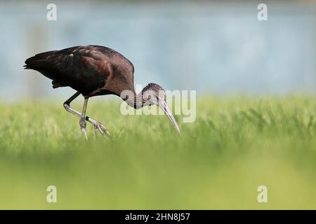 Glossy ibis, Morro Jable, Fuerteventura, Isole Canarie, gennaio 2022 Foto Stock