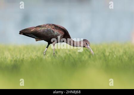 Glossy ibis, Morro Jable, Fuerteventura, Isole Canarie, gennaio 2022 Foto Stock