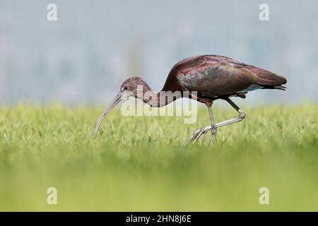 Glossy ibis, Morro Jable, Fuerteventura, Isole Canarie, gennaio 2022 Foto Stock