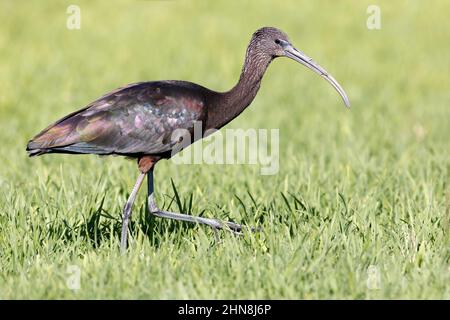 Glossy ibis, Morro Jable, Fuerteventura, Isole Canarie, gennaio 2022 Foto Stock