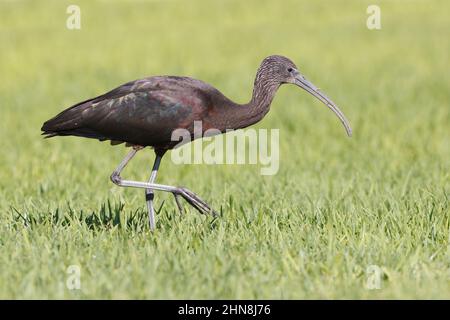 Glossy ibis, Morro Jable, Fuerteventura, Isole Canarie, gennaio 2022 Foto Stock